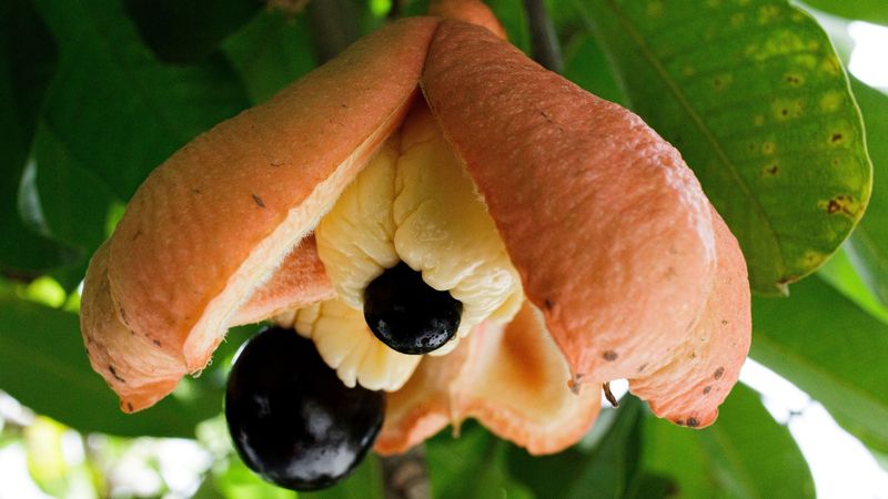 Ackee (Unripe) - United States and EU