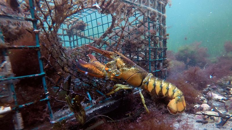 Ignoring the lobster's origin