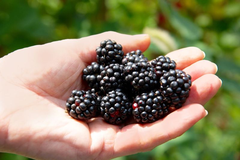 Blackberries