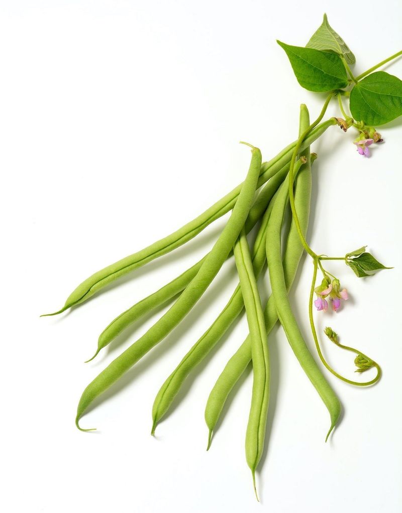 Vermont White Runner Bean