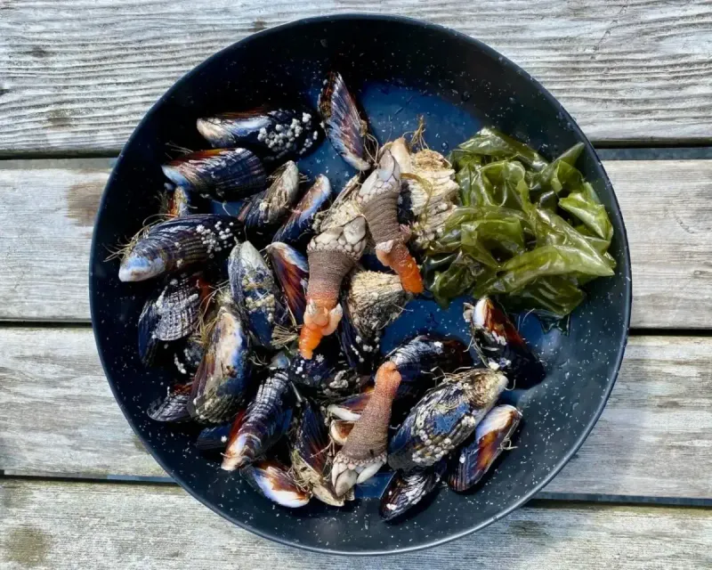 Barnacles and Seaweed