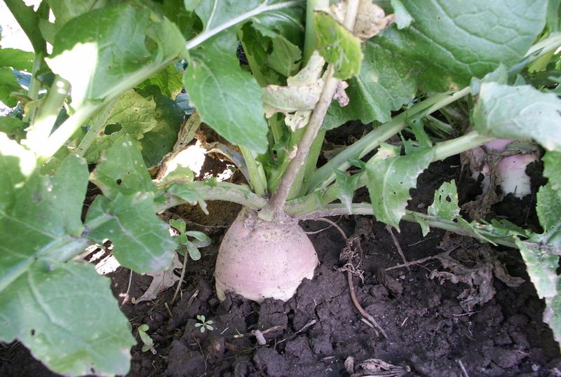 Dakota Pink Turnip