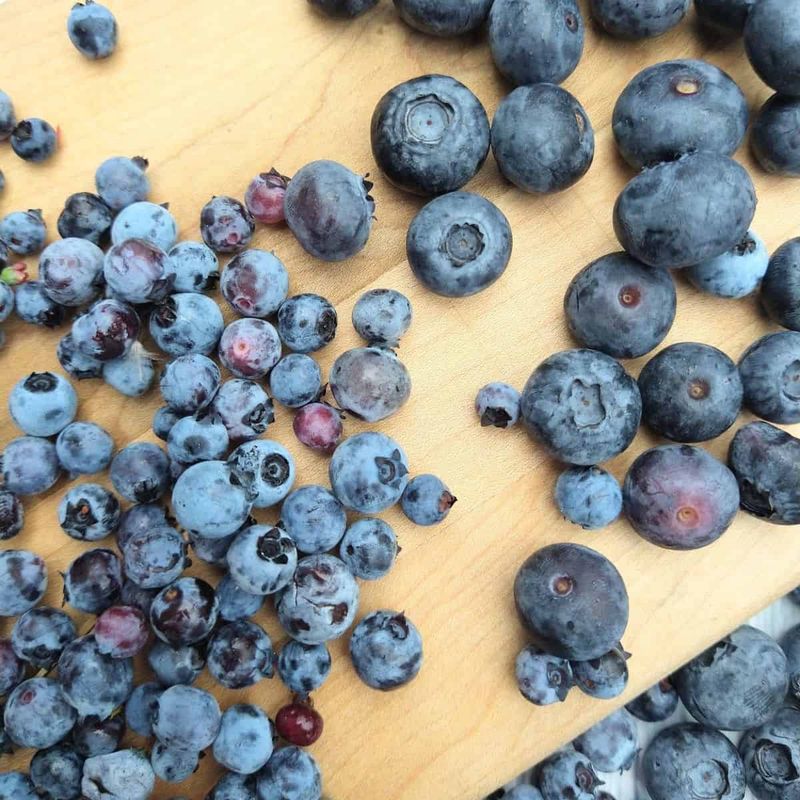 Overlooking Wild Lowbush Blueberries