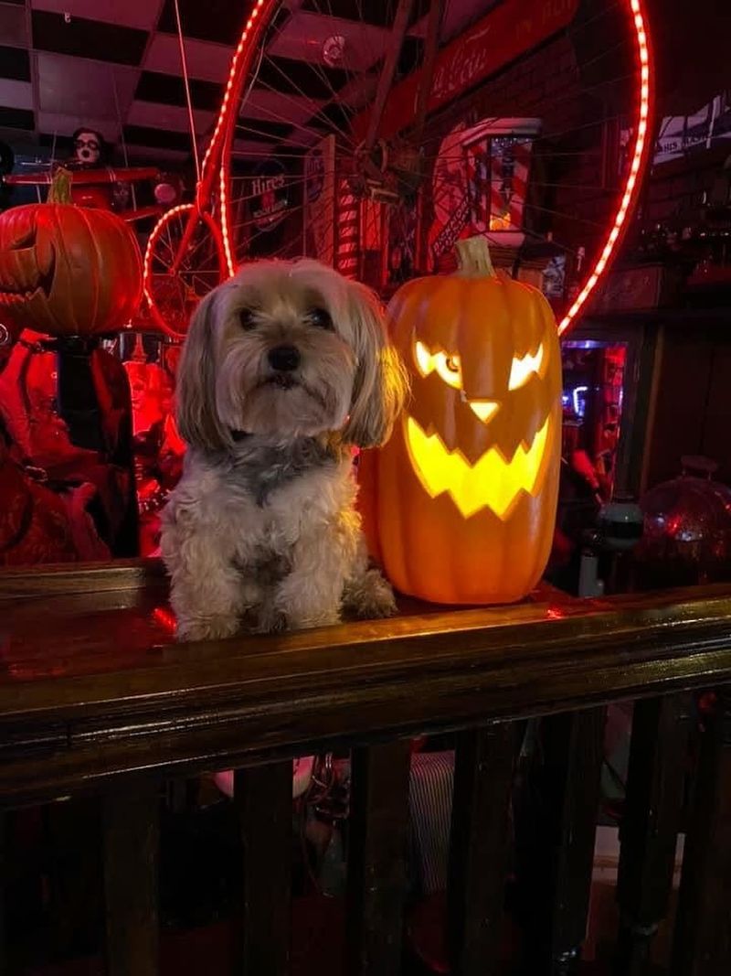 Pumpkin Carving Contests