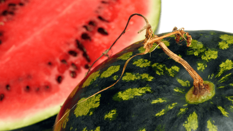 Inspect The Stem And Tail