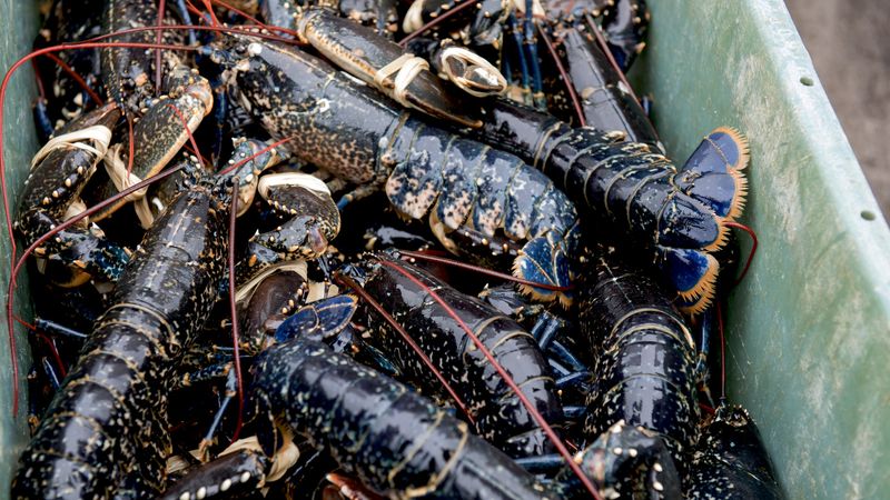 Not checking liveliness of live lobsters