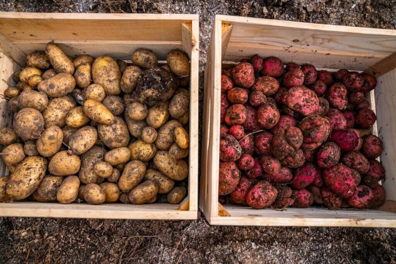 Root Cellar Crate Storage
