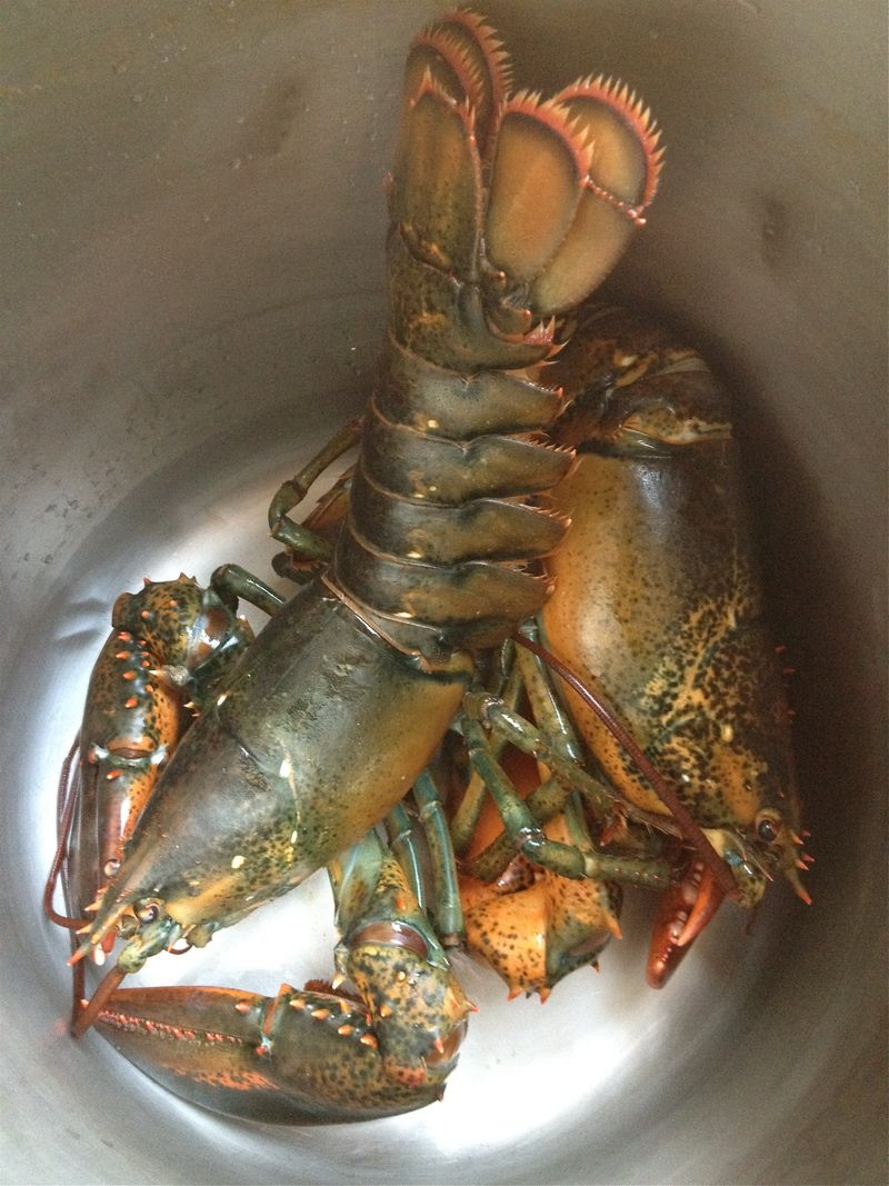 European lobster (clawed)