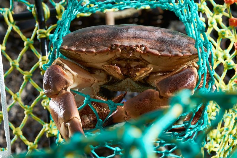 Brown Crab (European)