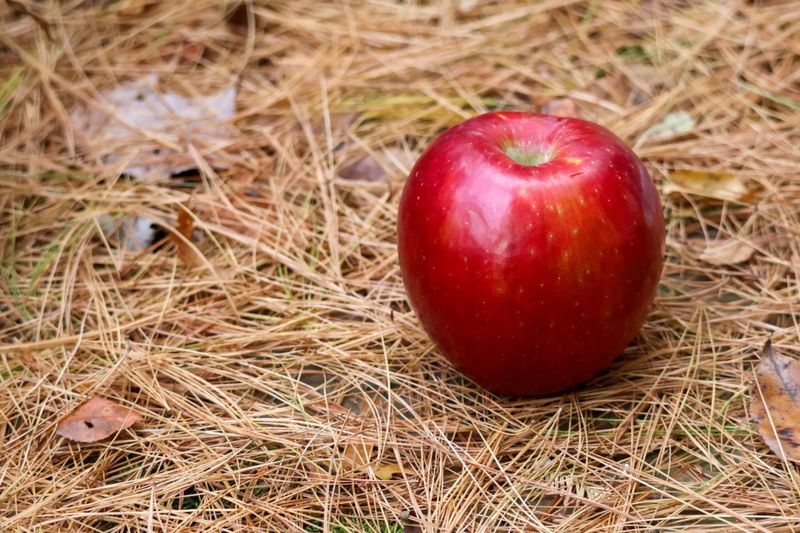 23 Best Apple Varieties Ranked By Flavor And Crispness Cook Clean Repeat