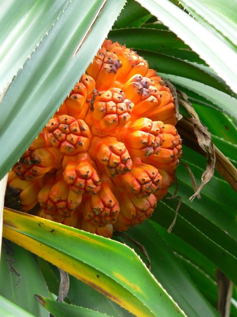 Hala Fruit (Pandanus)