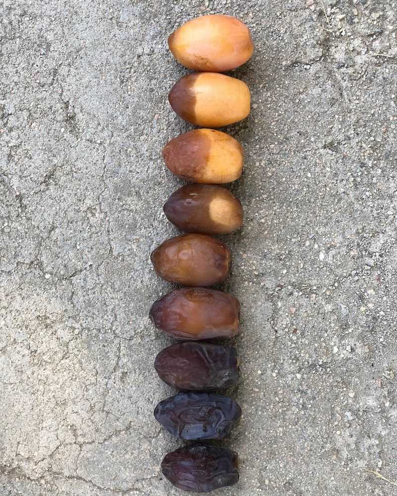 Dates (Medjool or Deglet Noor)