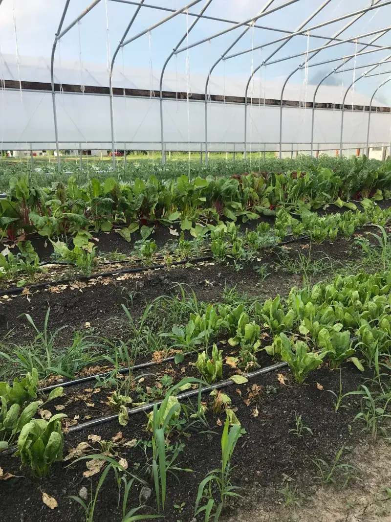 Albany Winter Peppergrass