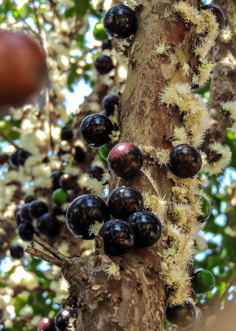 Jabuticaba