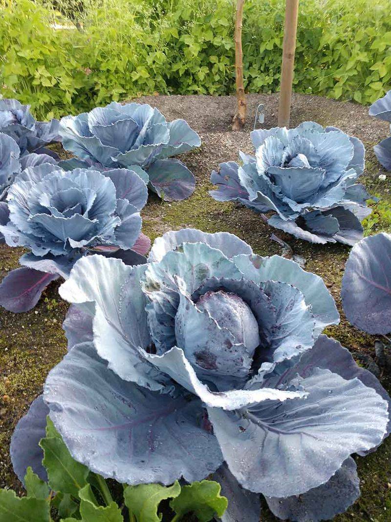 Victory garden vegetables (especially cabbage)