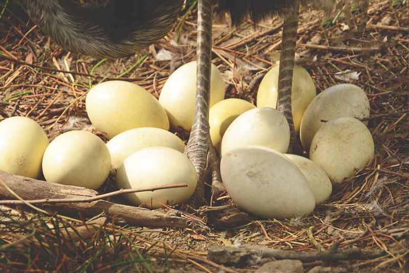 Rhea eggs