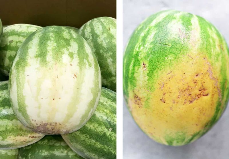 Look For A Creamy Field Spot