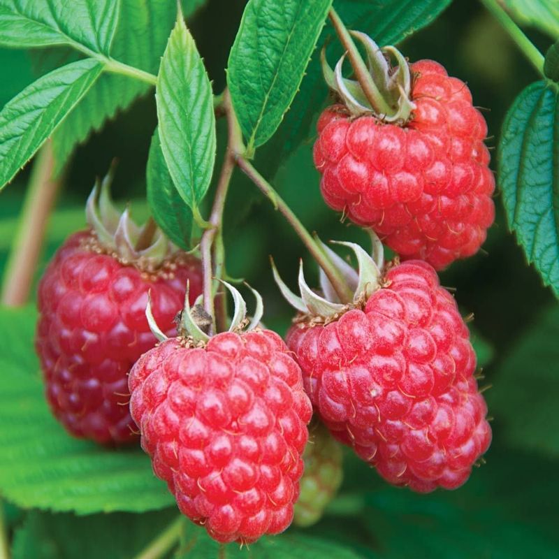 Raspberries