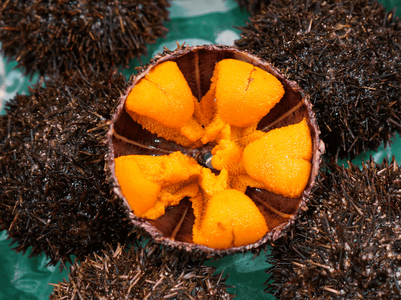 Sea Urchin (Uni)