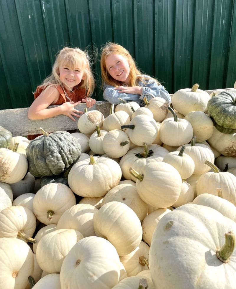 Cherokee Fog Pumpkin