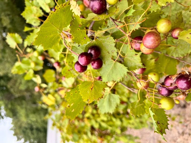 Scuppernong and Muscadine Grapes