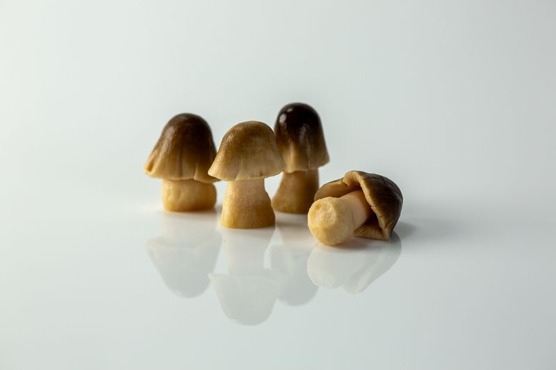 Straw mushrooms