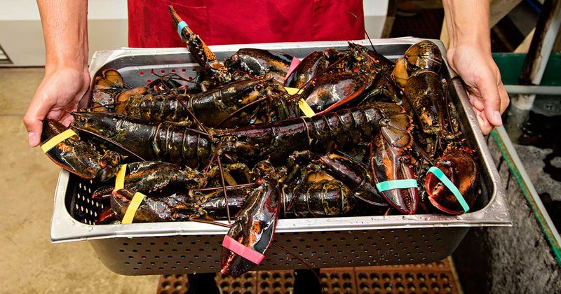 Buying lobster with a fishy smell
