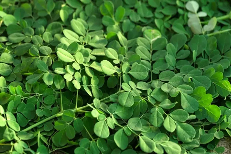 Moringa Leaves
