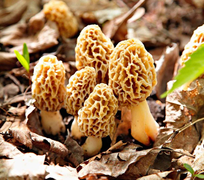 Morel Mushrooms