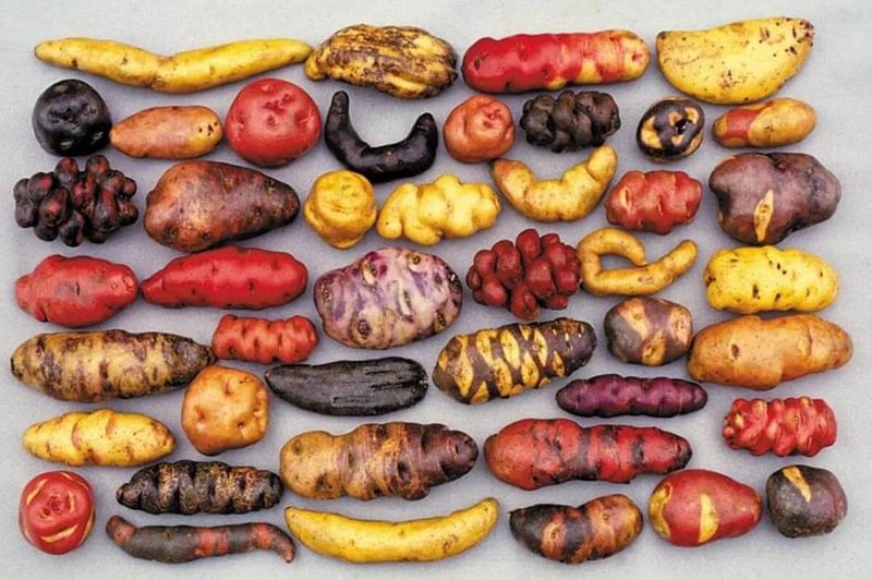 Peruvian Potato Diversity