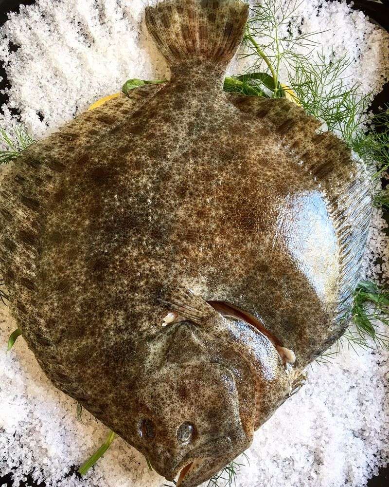 Turbot