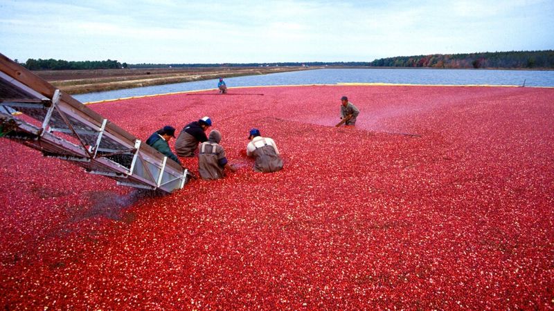Cranberries