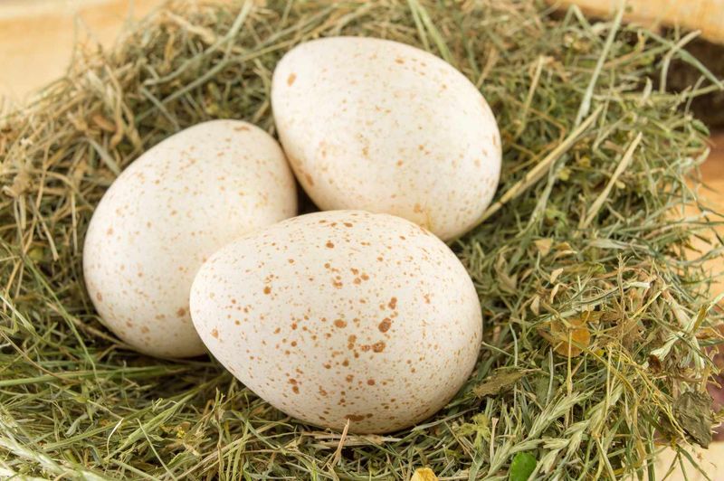Turkey eggs