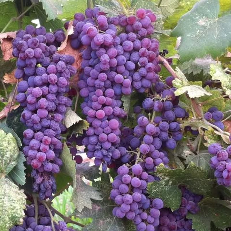Black Corinth (Zante currant grape)