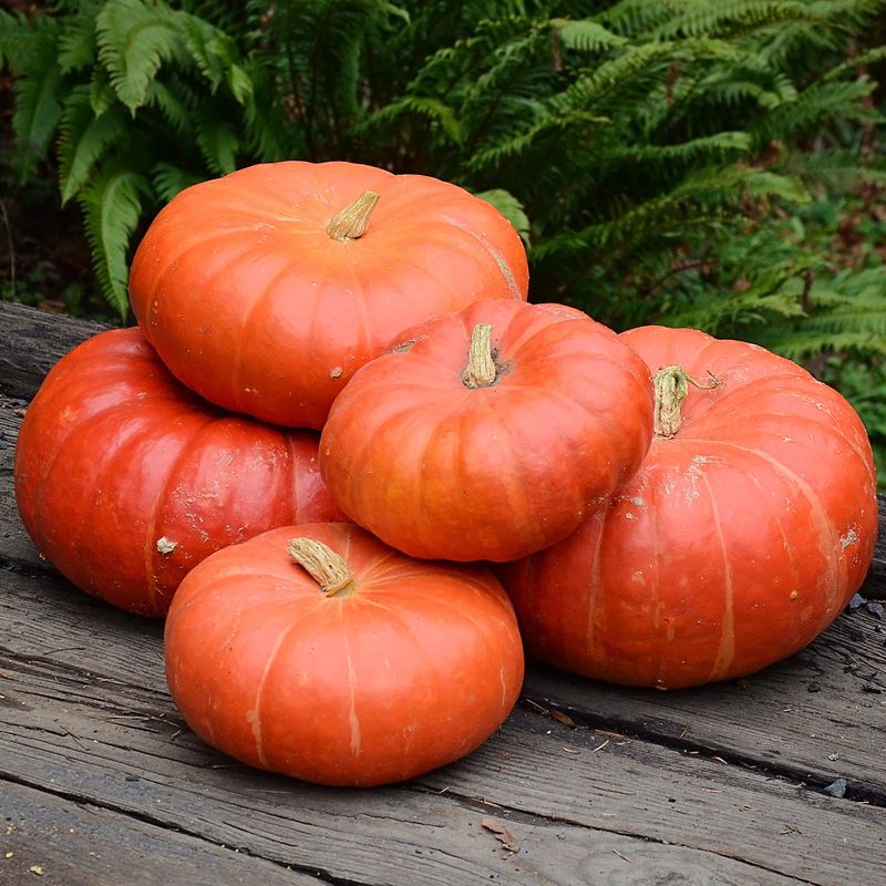 Rouge Vif d’Etampes Pumpkin