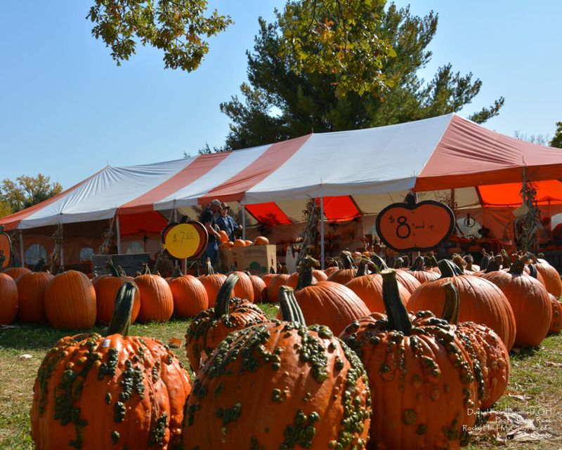 Seasonal Farm Festivals and Events