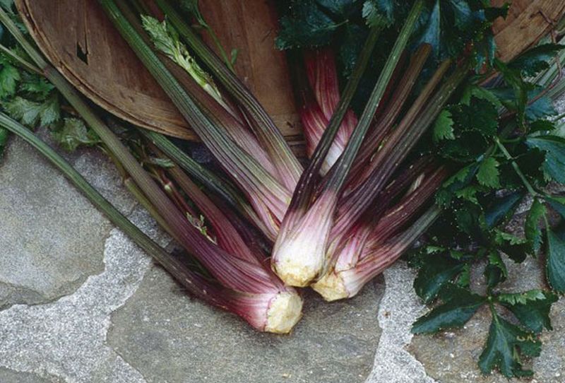 Black River Celery