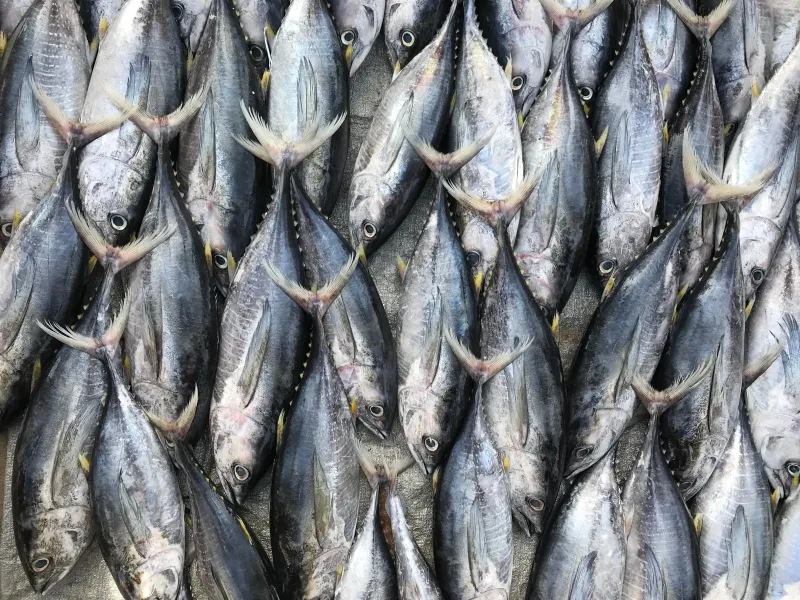 Tuna and other high-mercury fish
