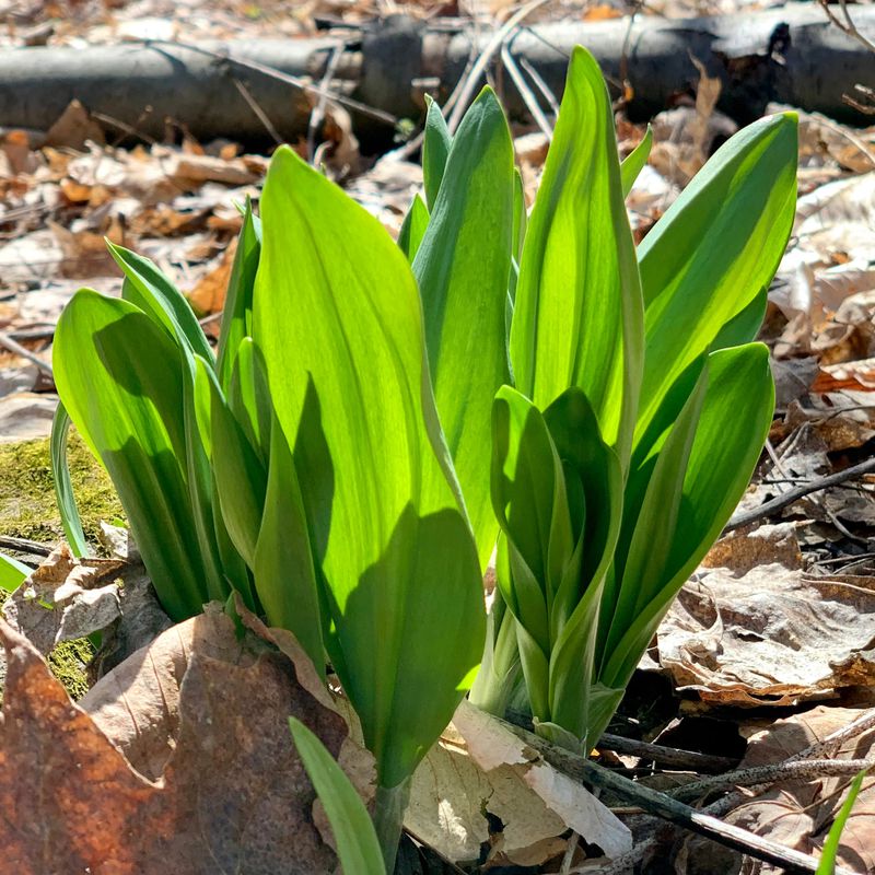 Use wild alliums sparingly