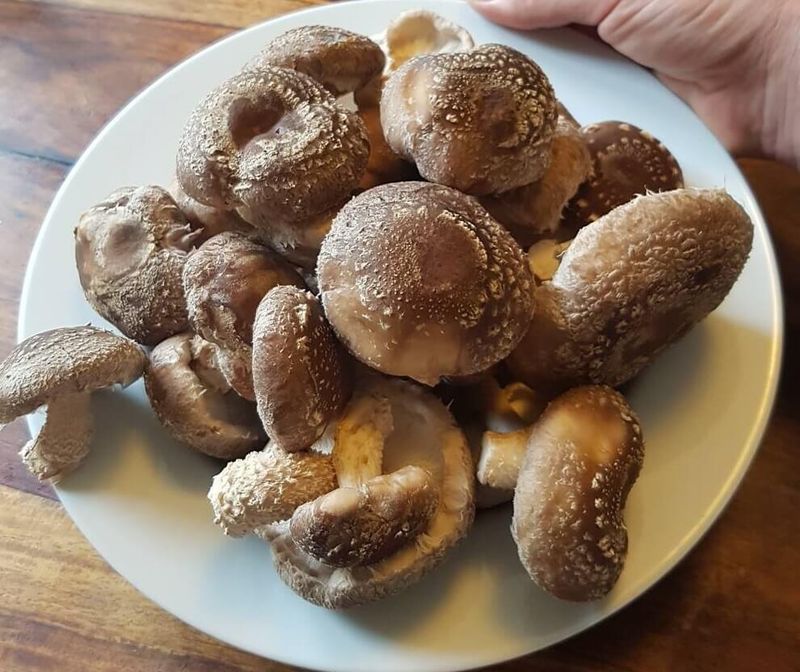 Shiitake Mushrooms