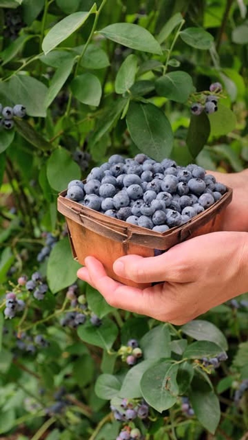 Blueberries