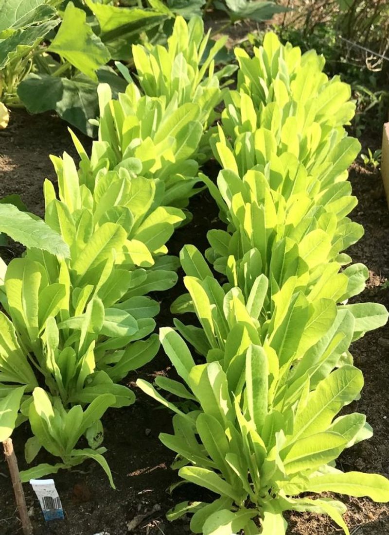 Ozark Lace Lettuce