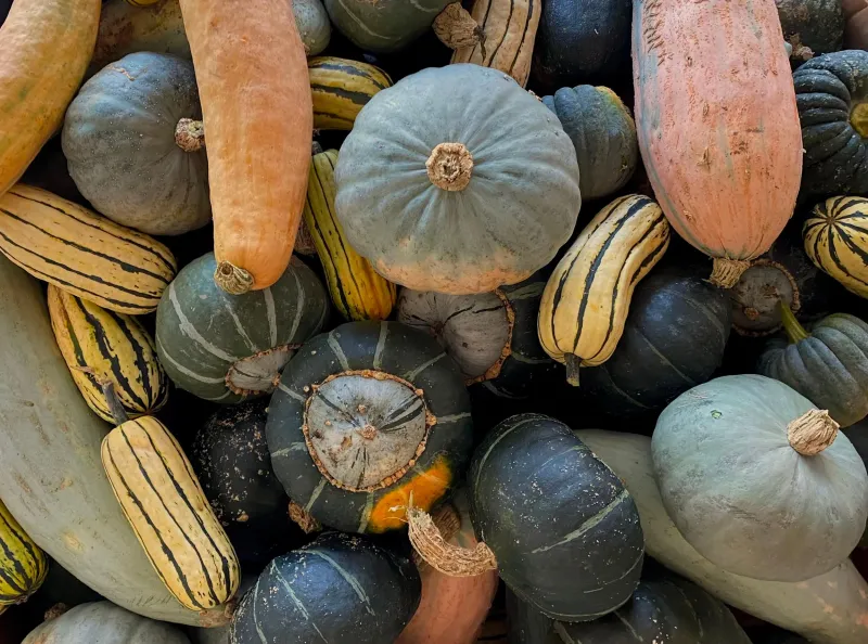 Carolina Gourd Squash