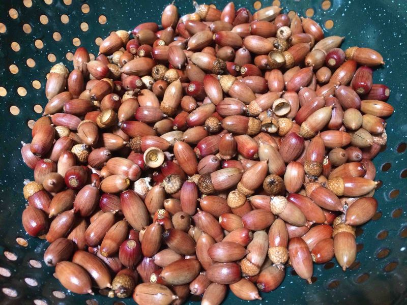 Piñon gathering and roasting as a family ritual