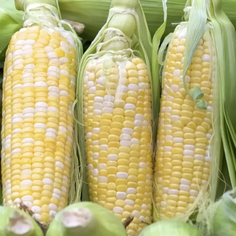 Heirloom Sweet Corn