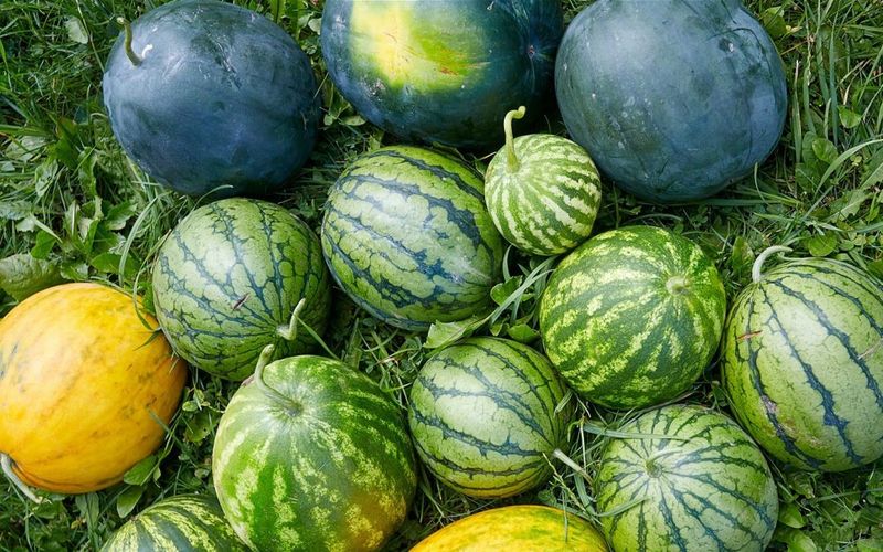 Watermelon
