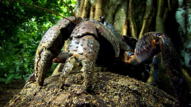Coconut Crab
