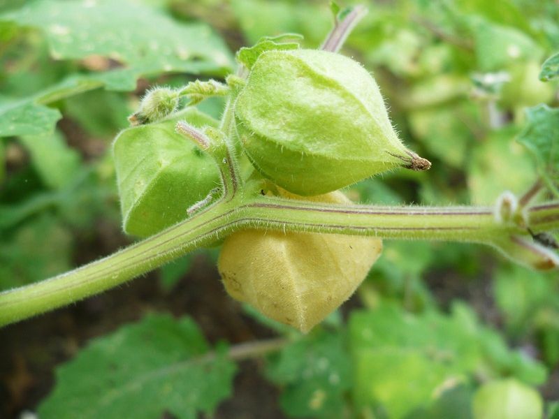 Ground Cherries (Husk Tomatoes)