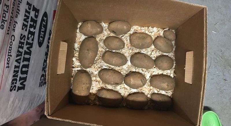 Cardboard Box With Newspaper Layers