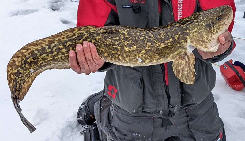 Burbot